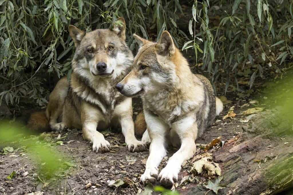 endangered species that mate for life: wolves 