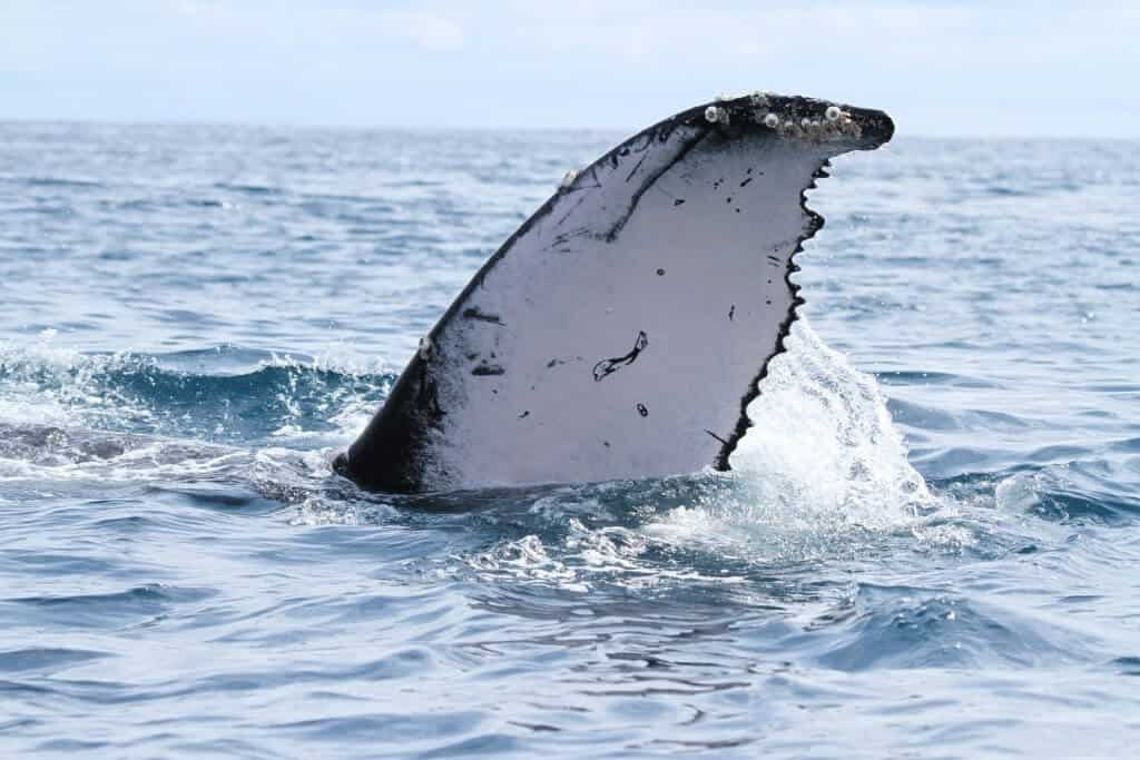 Golfo Dulce whales via @greenglobaltrvl