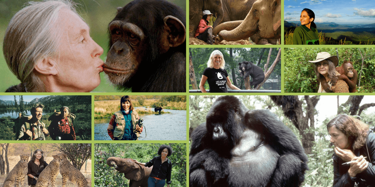 jane goodall dian fossey and birutė galdikas