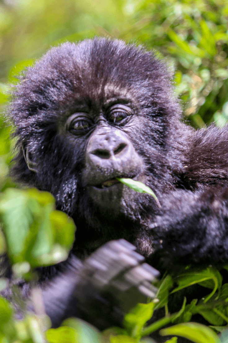 Baby Mountain Gorillas in Rwanda via @greenglobaltrvl