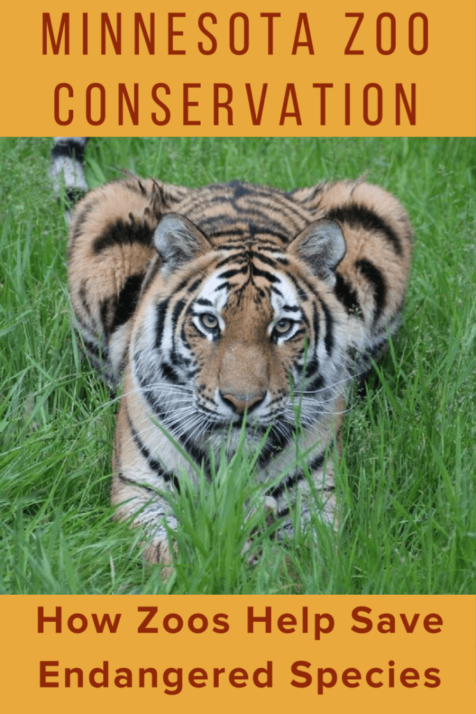 minnesota-zoo-conservation-how-zoos-help-save-endangered-species