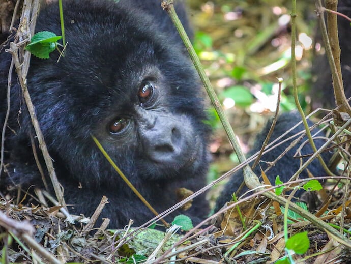 Mountain Gorillas In Rwanda- Baby Nap