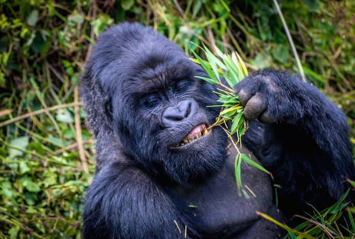 African gorilla tours - Mountain Gorilla in Volcanoes National Park Rwanda