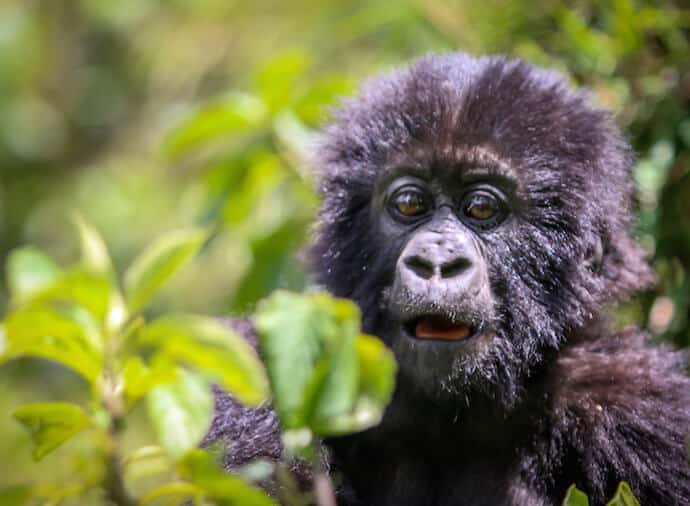 Mountain Gorillas in Rwanda- Baby Gorilla