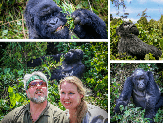 Mountain Gorillas of Rwanda Collage