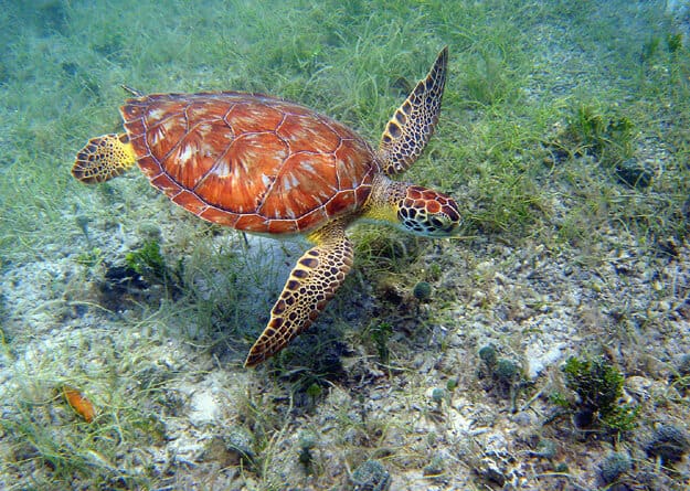 Best National Parks In USA For Wildlife Watching -Virgin Islands National Park, Green Turtle Gliding via @greenglobaltravel