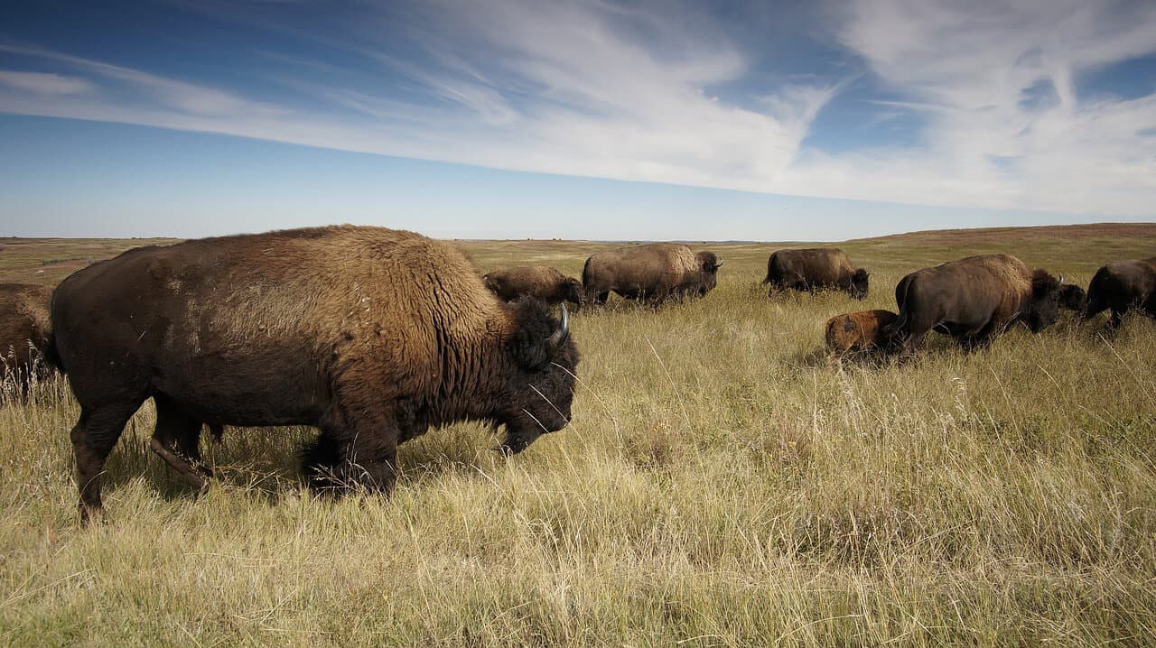 The 10 Best National Parks In USA For Wildlife Watching