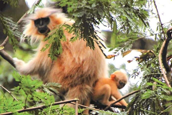 Bhutan Travel Guide Golden Langur with baby via @greenglobaltrvl