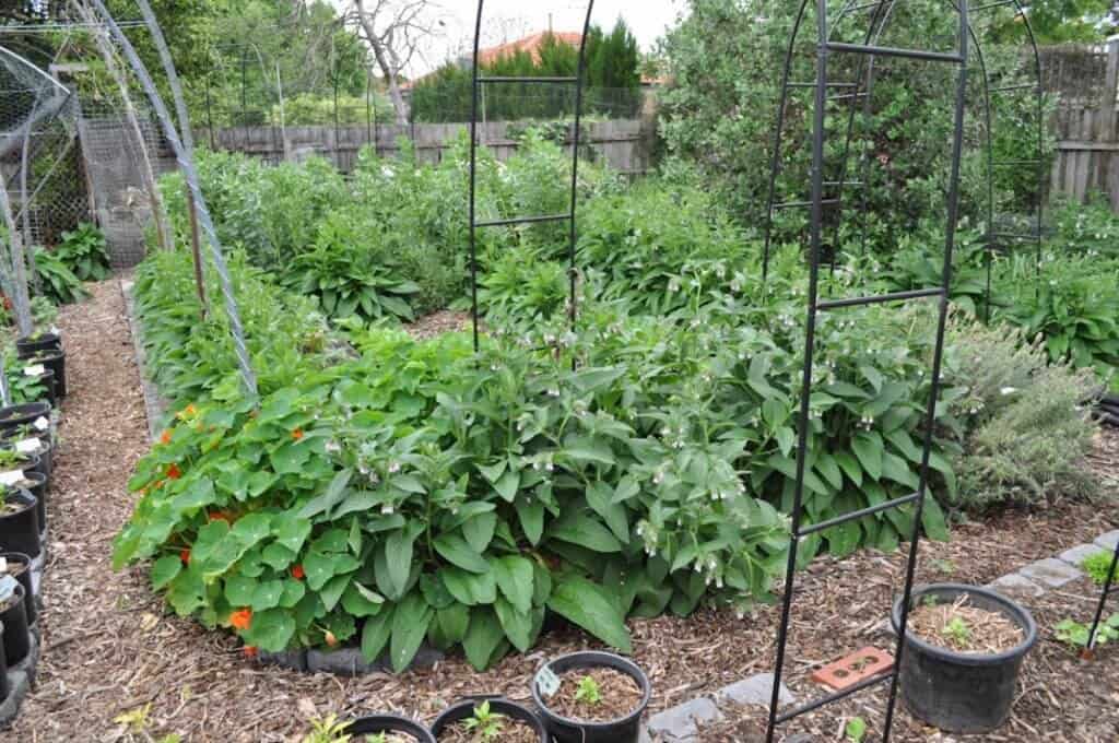 Chop n Drop Organic Mulch -Permaculture Gardening Techniques