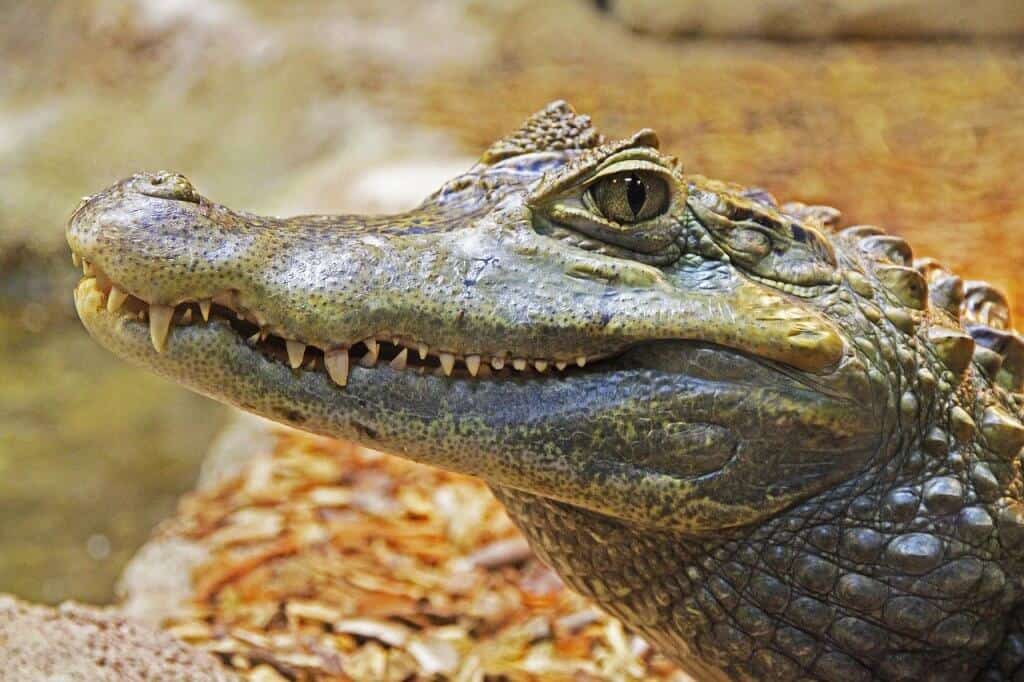 National Parks for Wildlife Viewing -Everglades National Park, Alligator