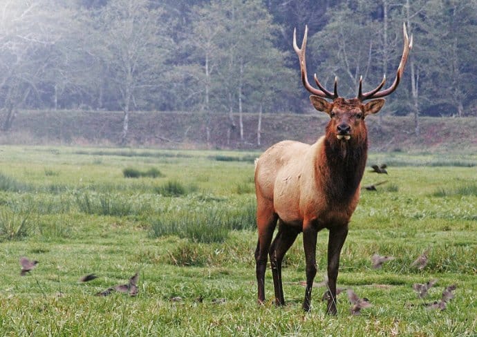 Best National Parks In USA For Wildlife Watching -Olympic National Park, Roosevelt Elk via @greenglobaltrvl