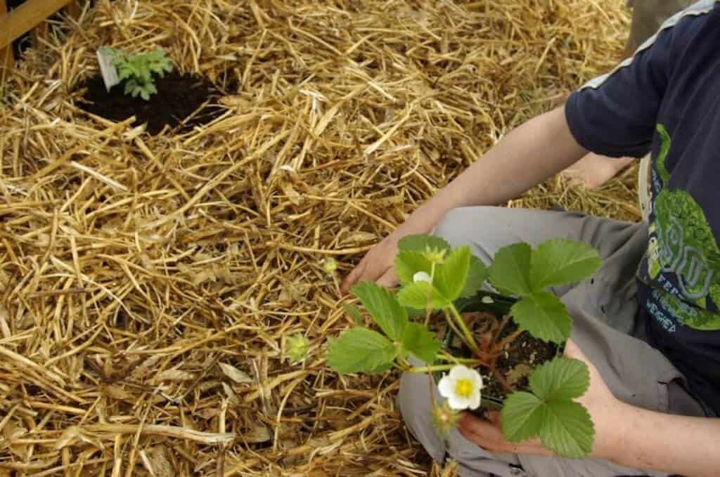Permaculture Gardening Techniques: No-Dig Bed