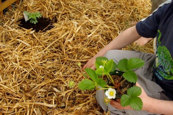 No-Dig Gardening -Permaculture Techniques 