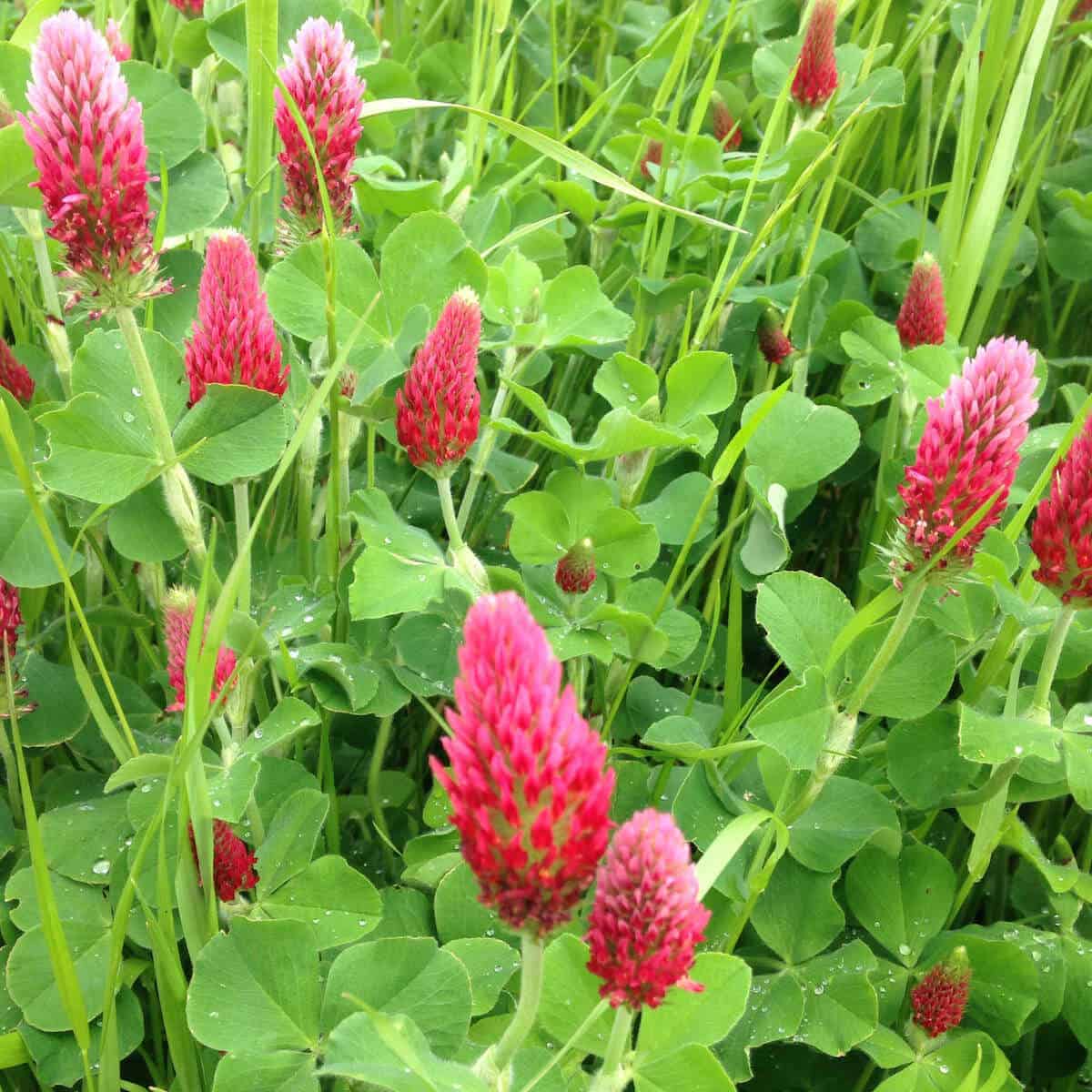 Green Manure -Permaculture Garden Techniques