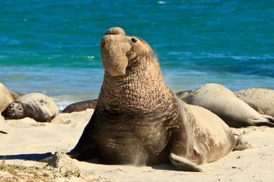 Best National Parks In USA For Wildlife Watching -Channel Islands, Elephant Seal via greenglobaltrvl