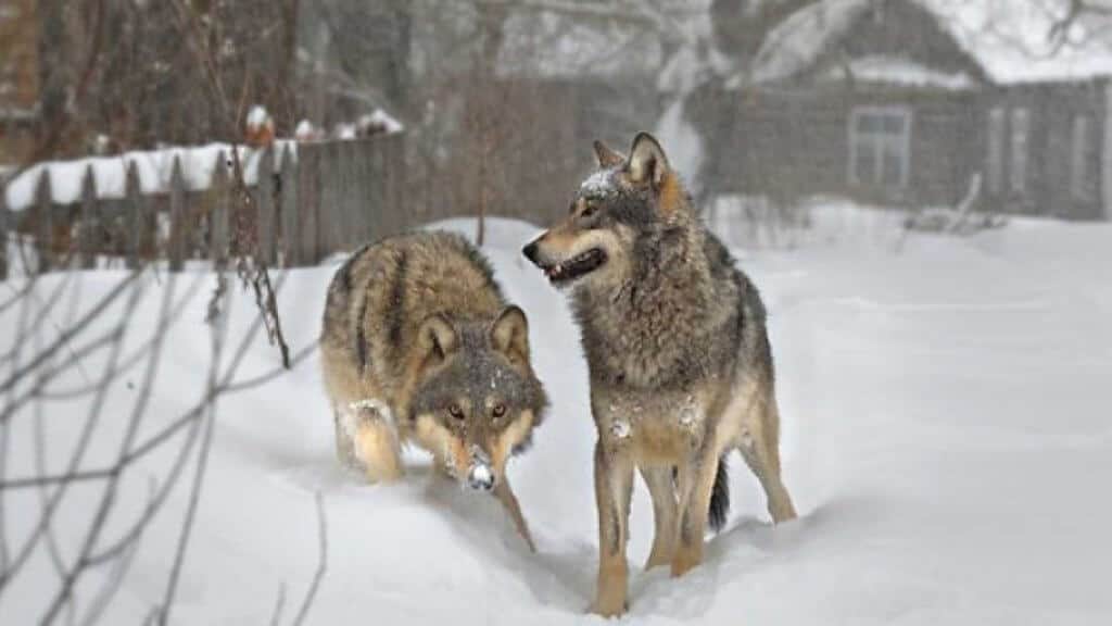 Chernobyl Today: Wolves