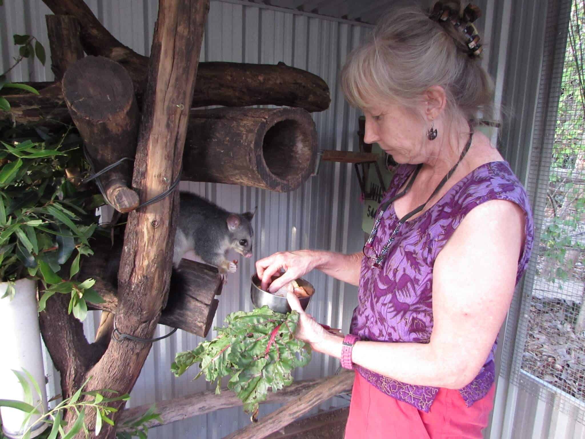 Volunteering at a Kangaroo Sanctuary includes feeding young possums at Oakview Wildlife Refuge via @greenglobaltrvl