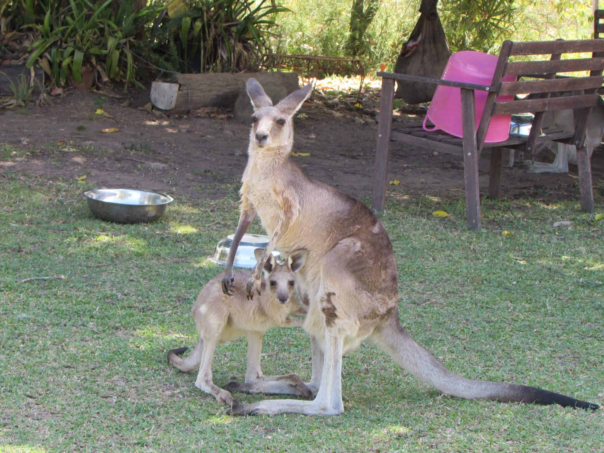 Volunteering at a Kangaroo Sanctuary: