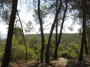 Travel to Jordan: Dibeen Forest Reserve