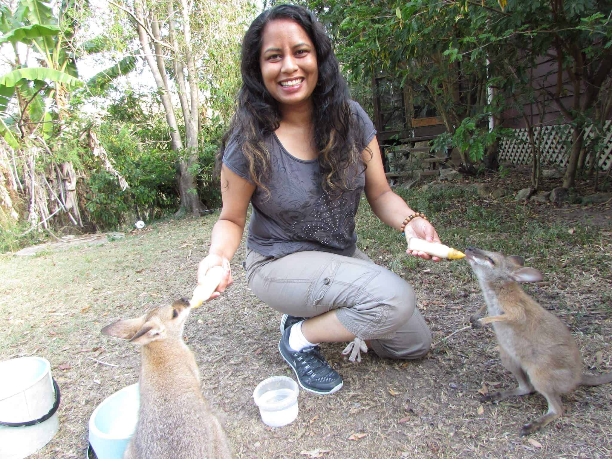 Volunteering at a Kangaroo Sanctuary - feeding baby wallabies