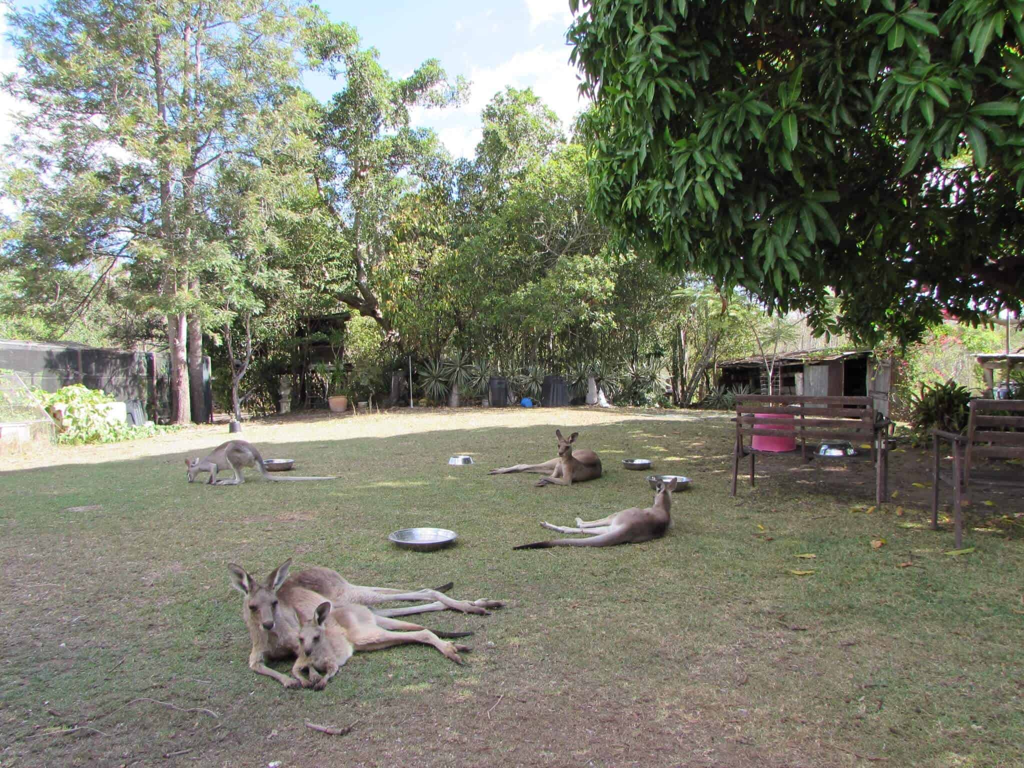 Volunteering at a Kangaroo Sanctuary under the mango tree at Oakview Wildlife Refuge