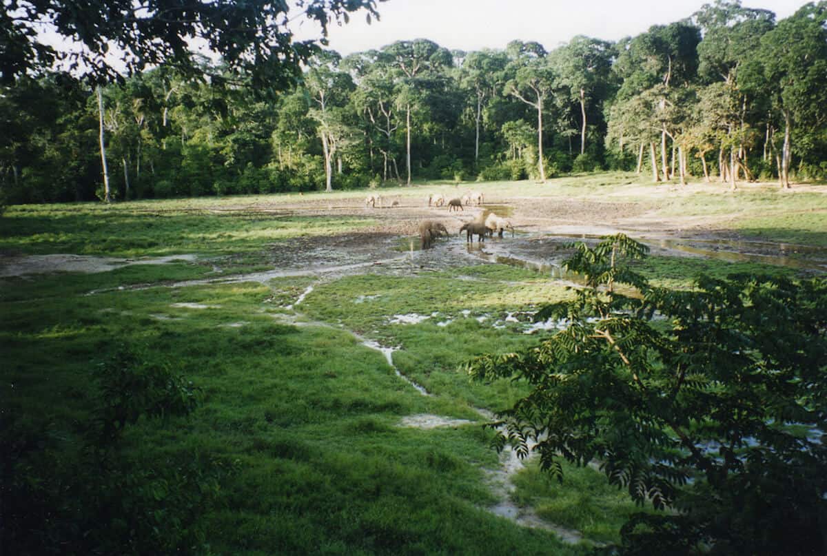 List of 5 Countries with Largest Forests in the World, by Yanuar Hadi