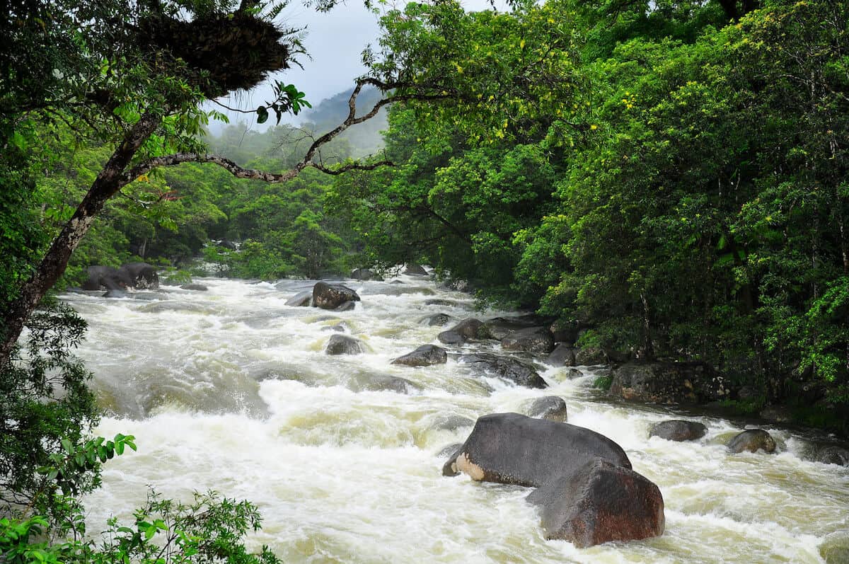 10 MOST BEAUTIFUL FORESTS: Daintree