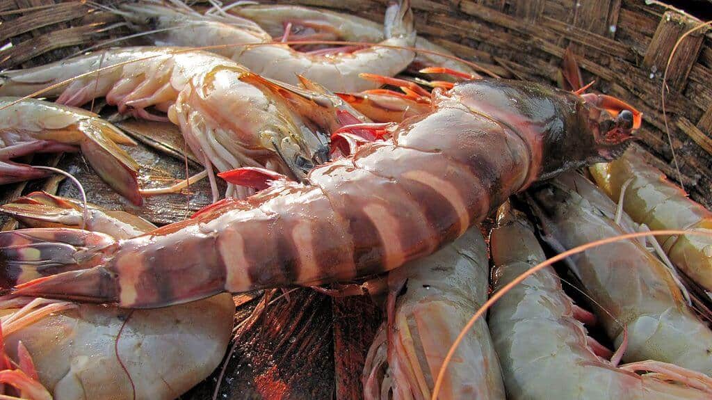 Invasive Species List Destructive Species You Can Eat - Asian Tiger Prawn