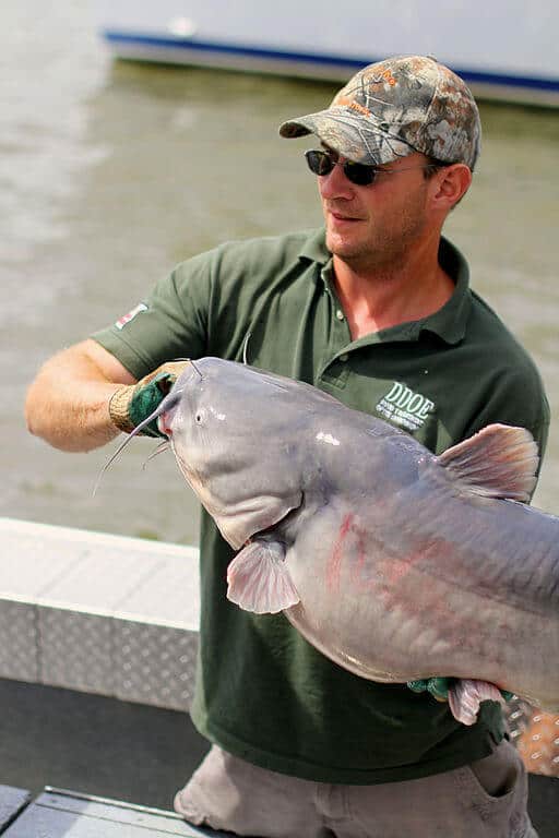 Invasive Species List Destructive Species You Can Eat -Blue Catfish