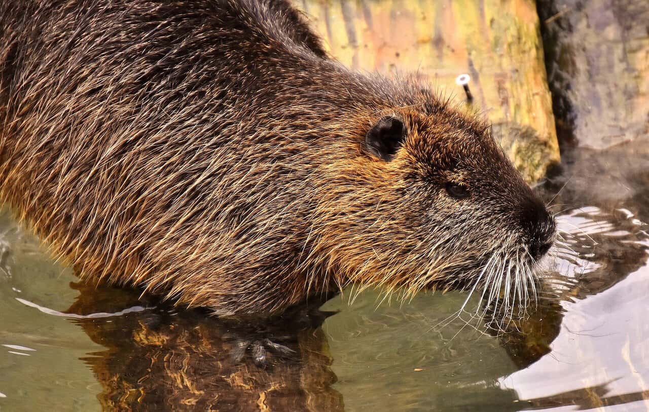 Invasive Species List Destructive Species You Can Eat -Nutria via @greenglobaltrvl