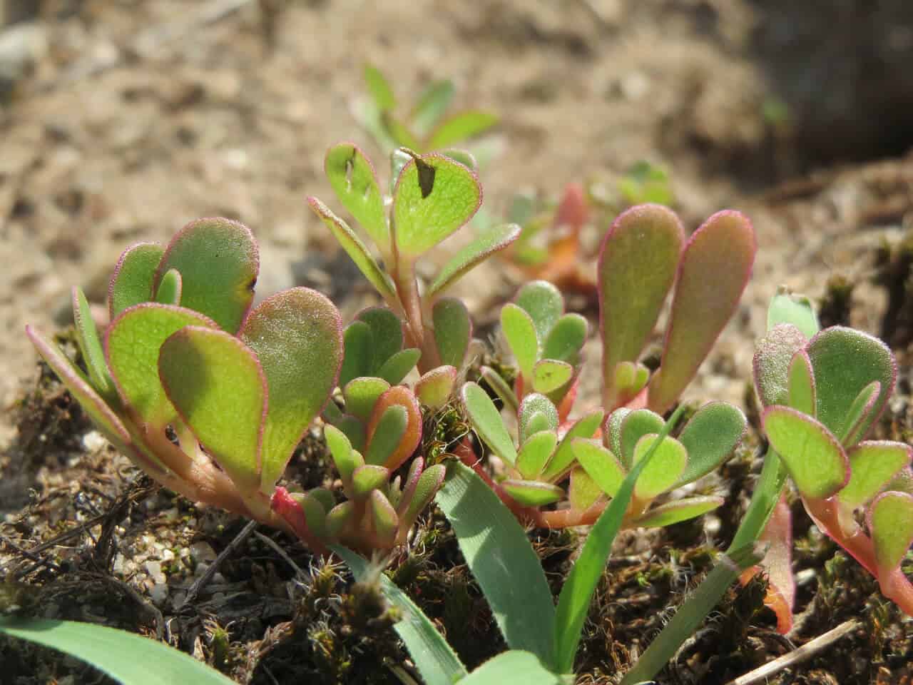 Invasive Species List Destructive Species You Can Eat -Purslane via @greenglobaltrvl