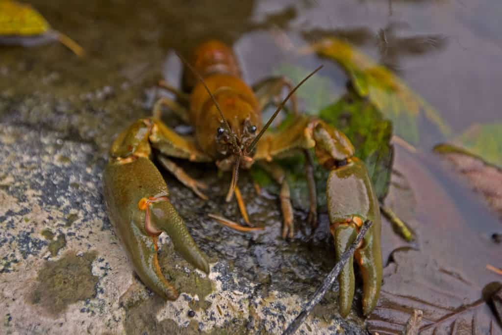 Invasive Species List Destructive Species You Can Eat -Rusty Crayfish