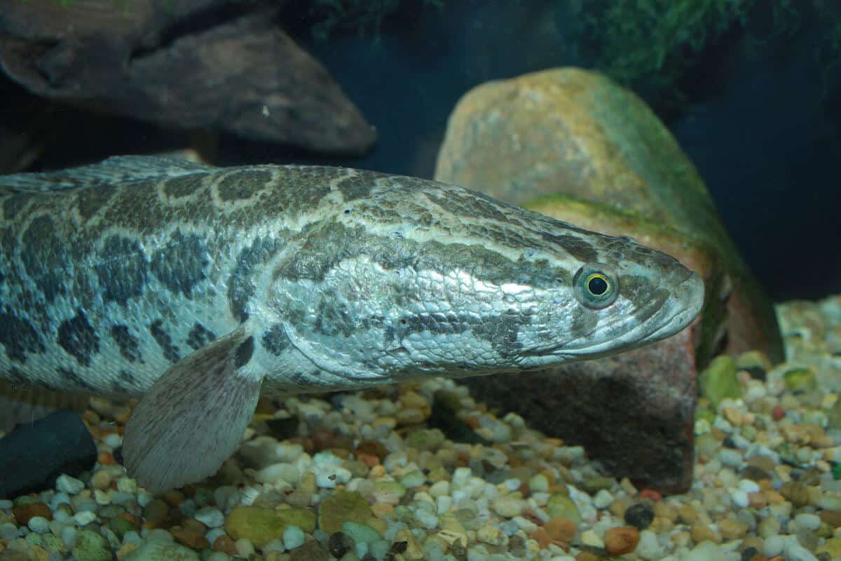 Invasive Species List Destructive Species You Can Eat - Snakehead Fish