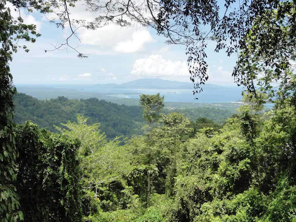 10 MOST BEAUTIFUL FORESTS: New Guinea