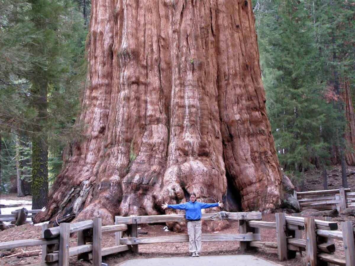 10 MOST BEAUTIFUL FORESTS: Sequoia