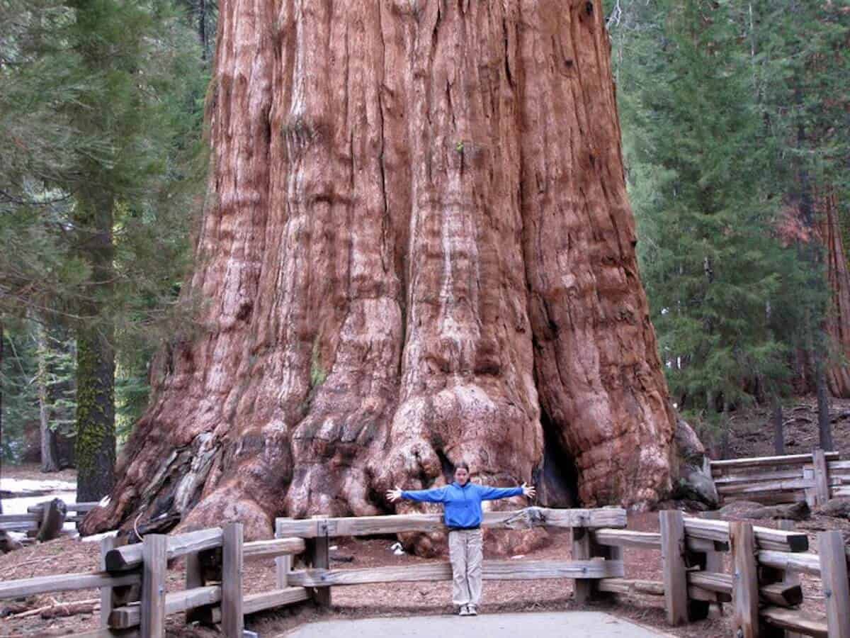 List of 5 Countries with Largest Forests in the World, by Yanuar Hadi