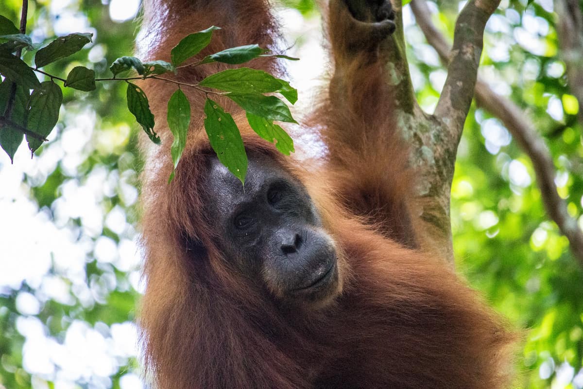 List of 5 Countries with Largest Forests in the World, by Yanuar Hadi