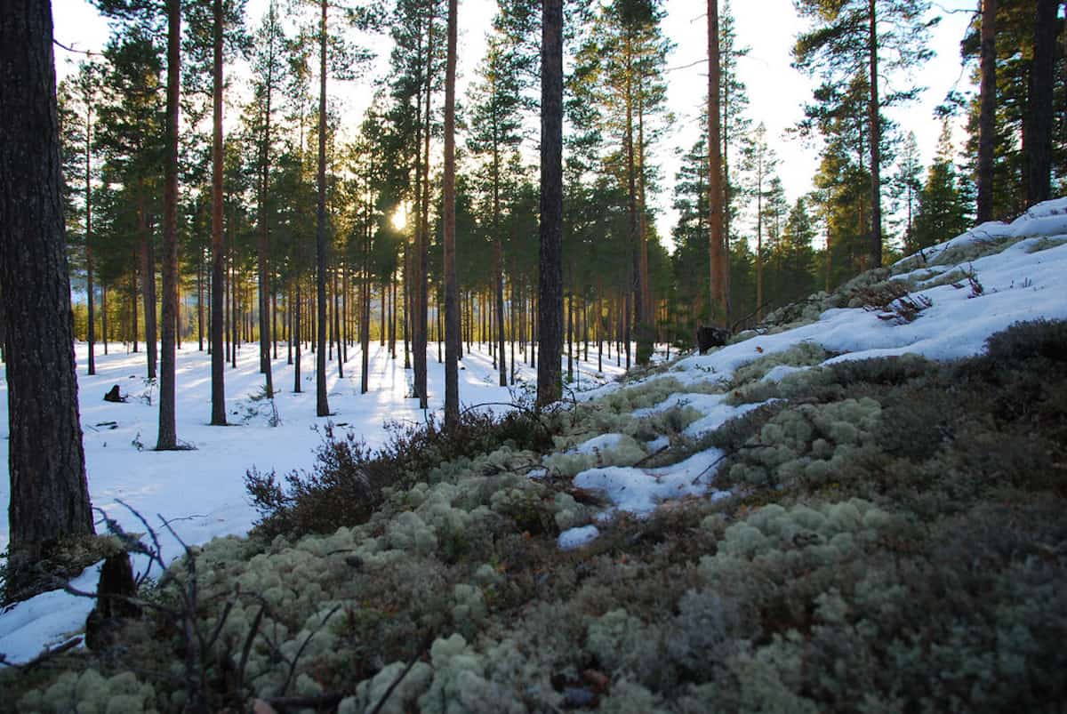 10 IMPORTANT FORESTS FOR YOUR WORLD TRAVEL BUCKET LIST