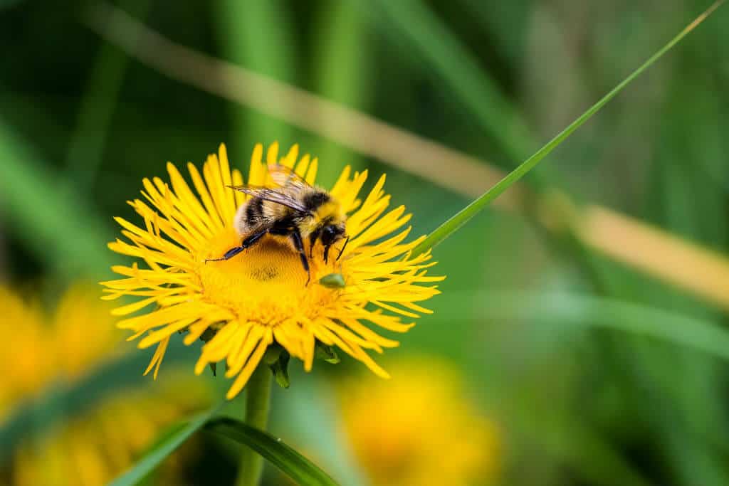 Invasive Species List: 10 Destructive Species You Can Eat -Dandelion via @greenglobaltrvl