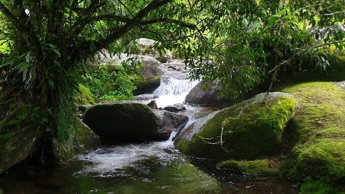 20 Biggest Forests - Atlantic Forest