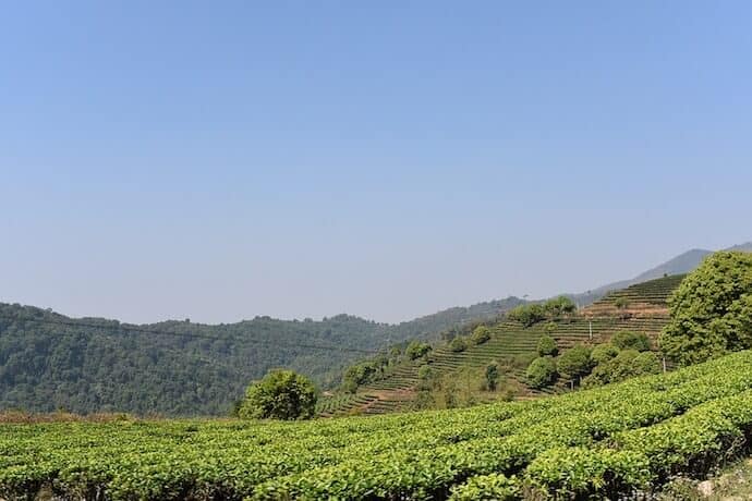 20 Biggest Forests - Xishuangbanna