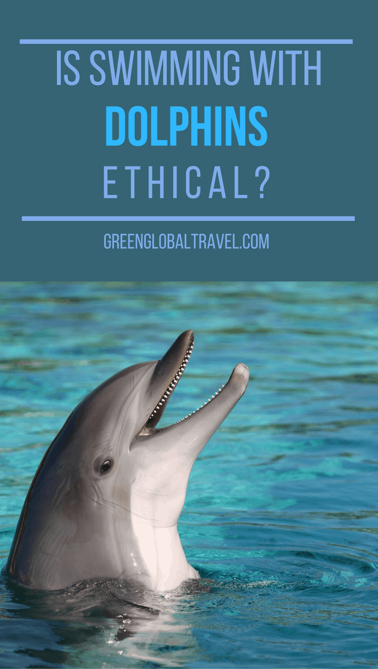 Is Swimming With Dolphins Ethical? A look at the debate over captive cetacean facilities, and how to tell "good" ones from "bad" ones. ​via​ ​@greenglobaltrvl