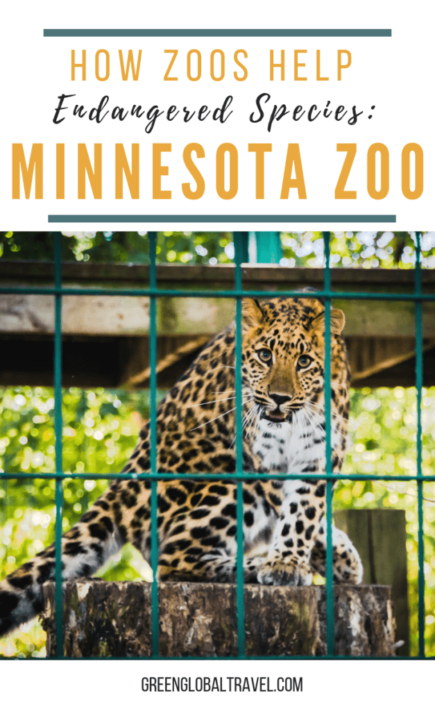 Minnesota Zoo Conservation How Zoos Help Save Endangered Species