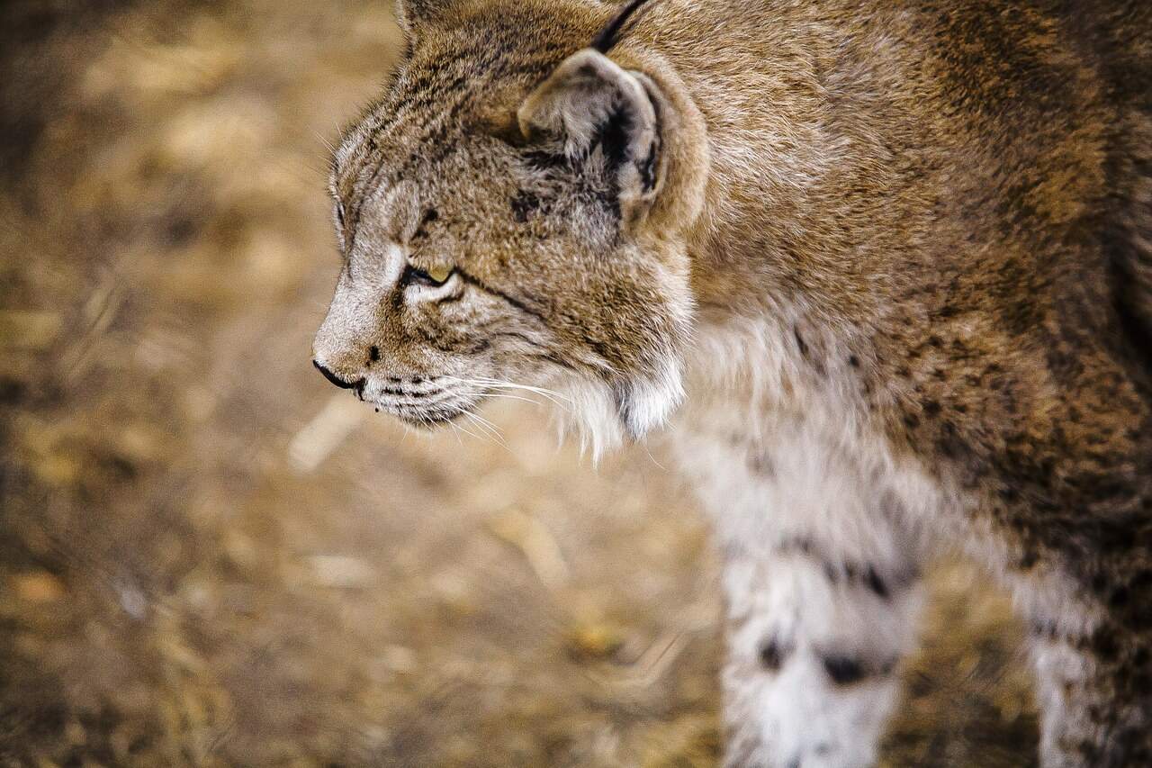 Things to do in Portugal for Nature Lovers- Look for Iberian Lynx