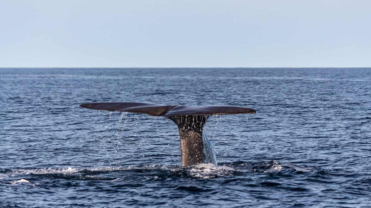 Things to do in Portugal for Nature Lovers- Whale Watching