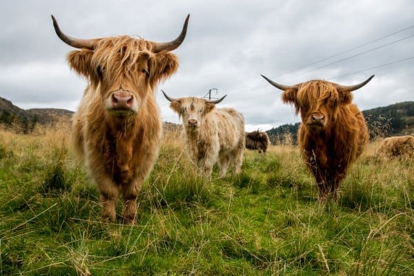 Highland Cattle on Scotland's Isle of Skye