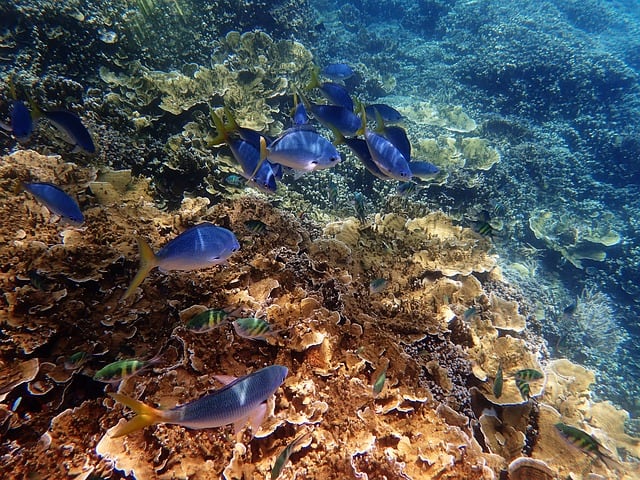 Great Barrier Reef Cruise