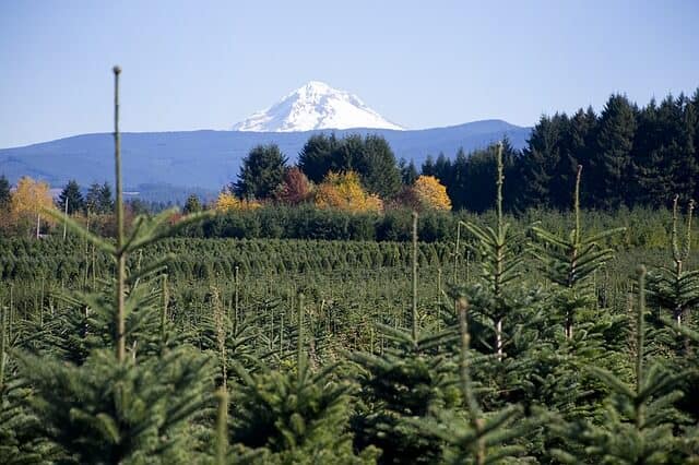 Live Christmas Tree Farm in Oregon