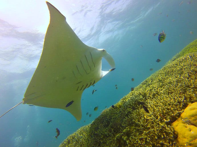 Micronesia Cruise