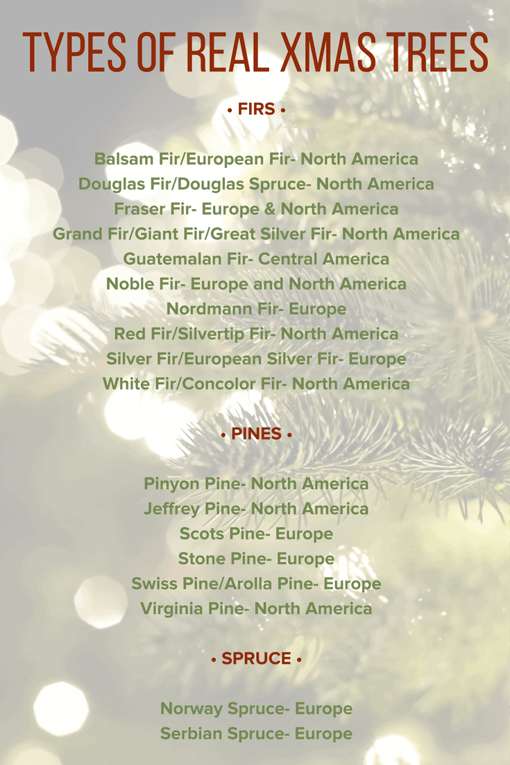 Real Xmas Trees Vs Fake Xmas Trees Which One Is Better?